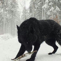 BlackWolf