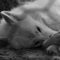 DakotaTheWhiteWolfAJ