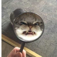 Neffie