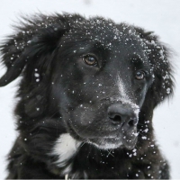 Snowfall
