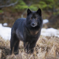 Wolfdreamer