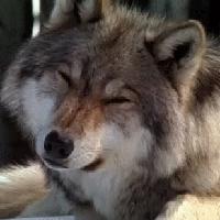 Yoru no okami