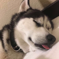 husky