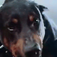 liquordogg