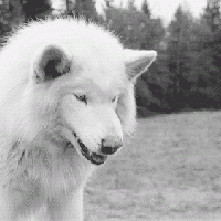 pitbullover